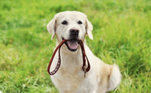 Retriever